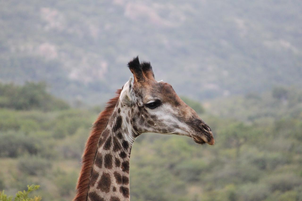 Aha Bongani Mountain Lodge Luphisi Luaran gambar