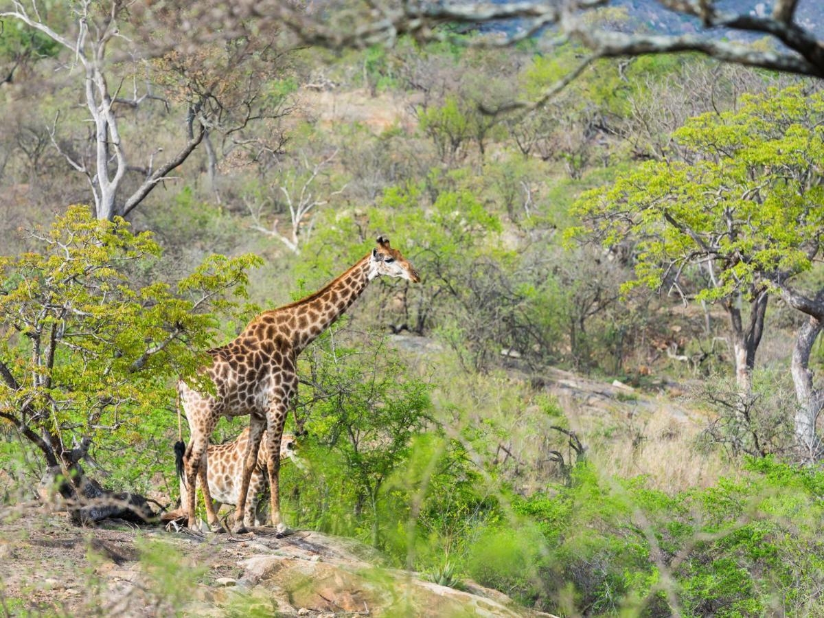 Aha Bongani Mountain Lodge Luphisi Luaran gambar